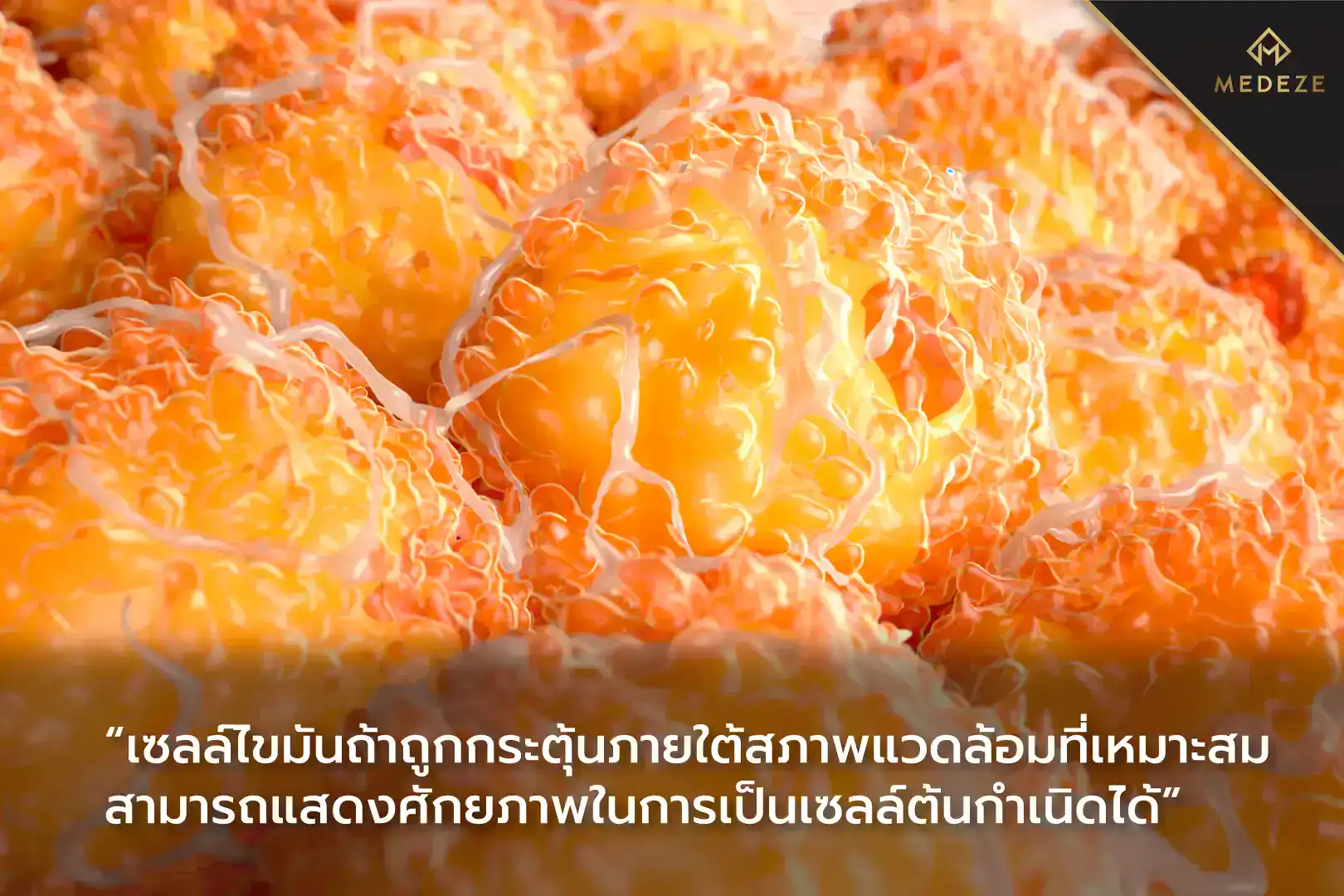 สเต็มเซลล์เนื้อเยื่อ