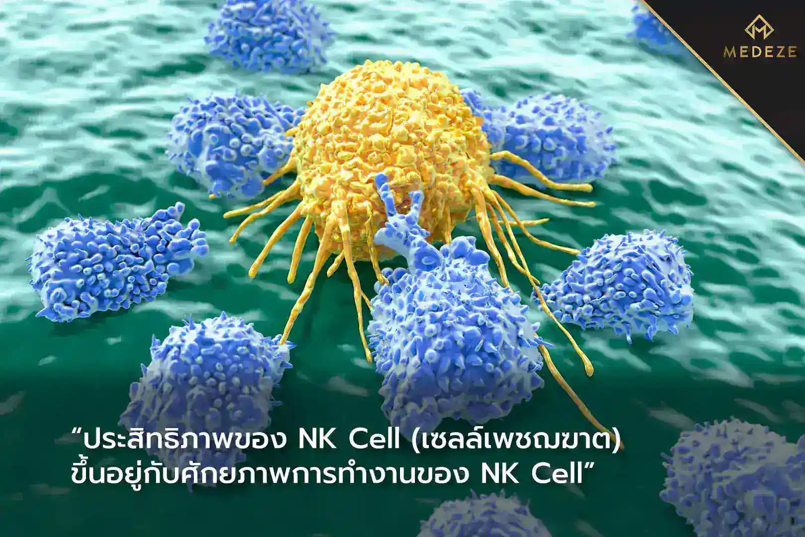 NK Cell