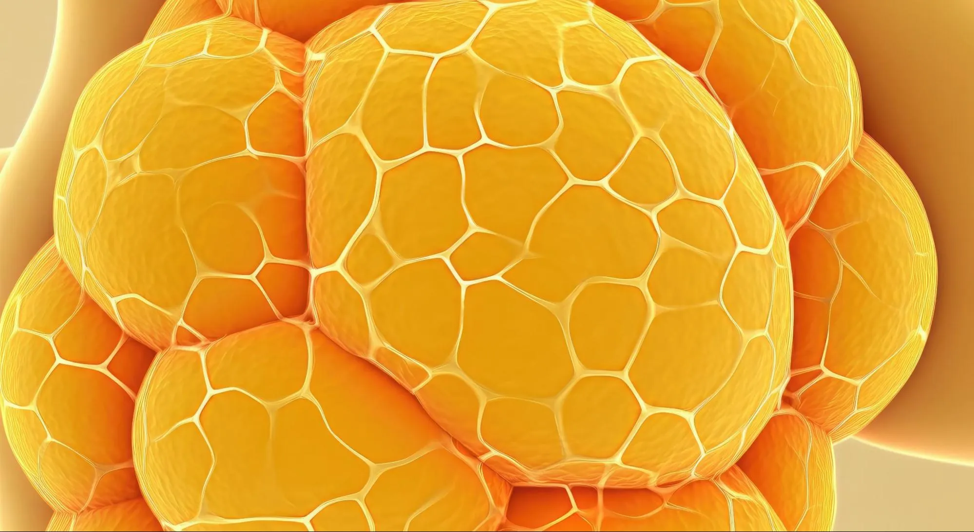 Adipose Tissue คืออะไร? เนื้อเยื่อไขมันช่วยชะลอวัยได้จริงไหม?
