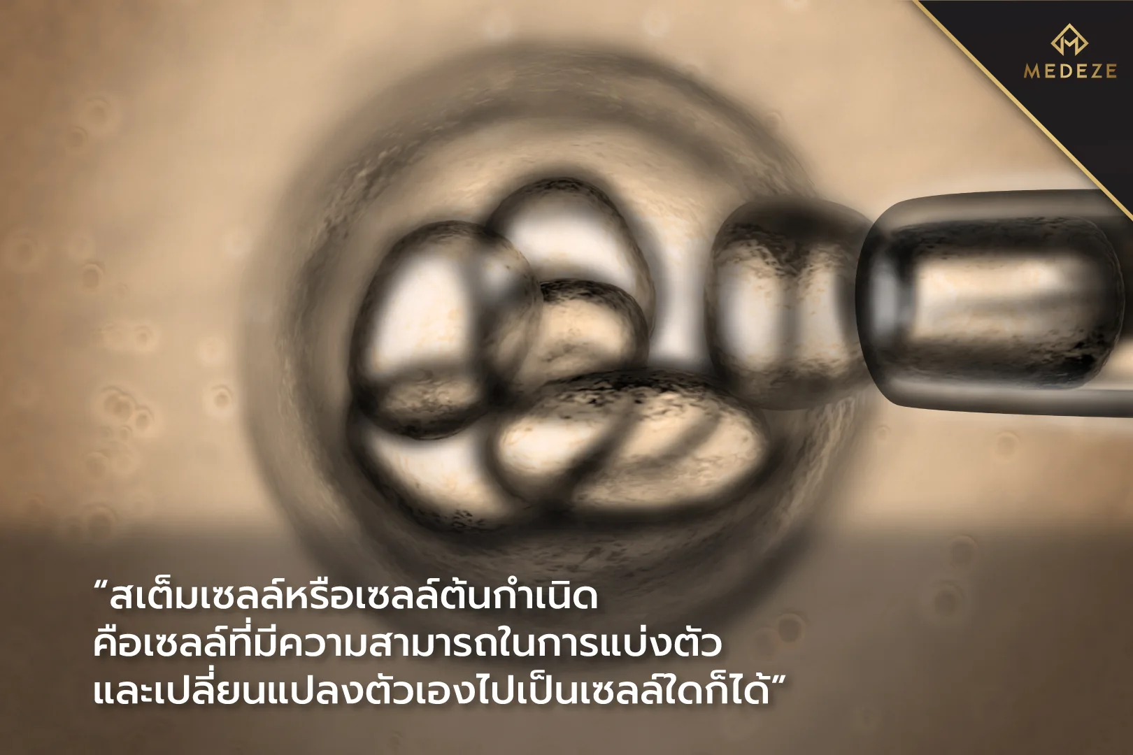 การเก็บสเต็มเซลล์ (Stem Cell) มีกี่แบบ สามารถเก็บได้จากที่ไหนบ้าง และแตกต่างกันอย่างไร